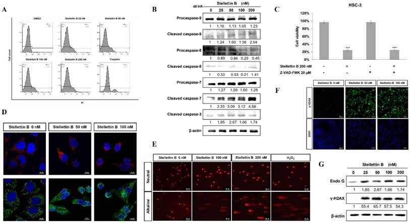 Int J Med Sci Image
