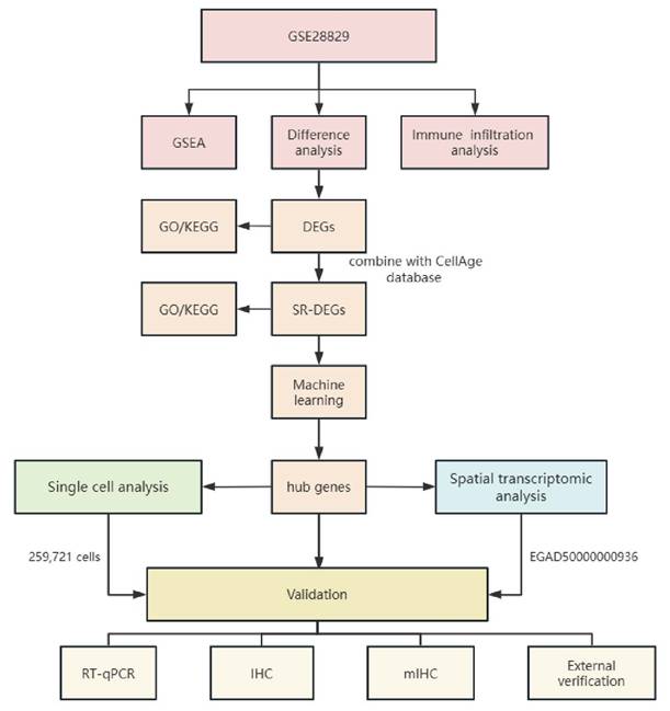 Int J Med Sci Image