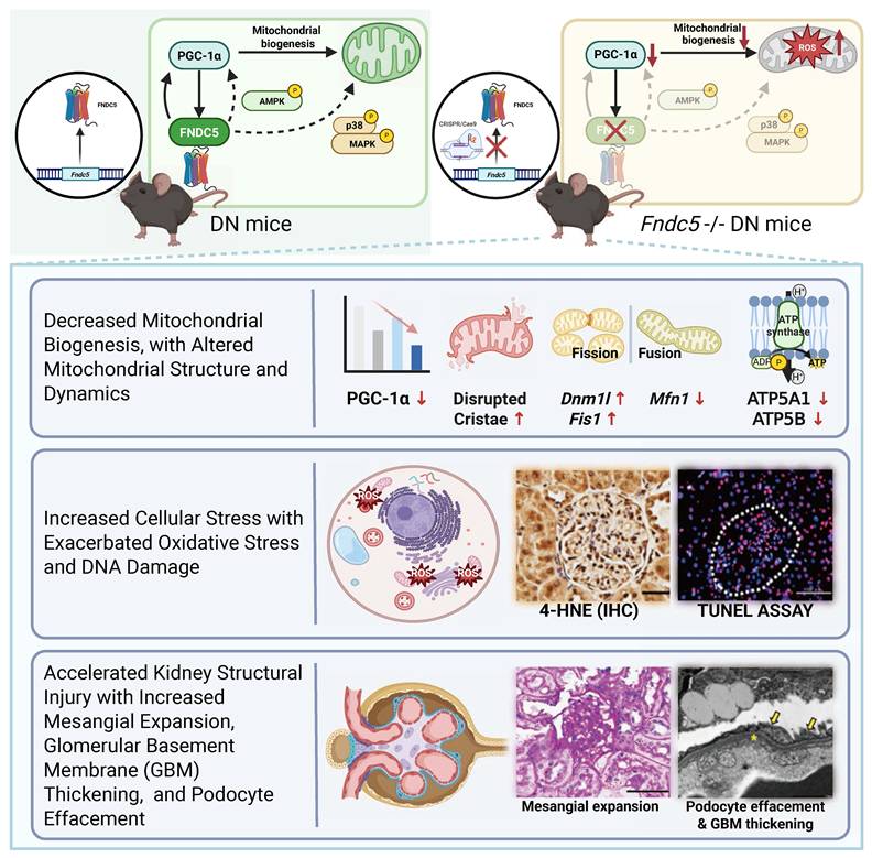 Int J Med Sci Image