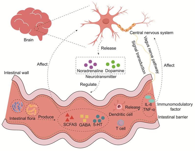 Int J Med Sci Image