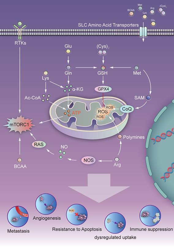 Int J Med Sci Image