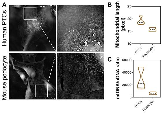 Int J Med Sci Image