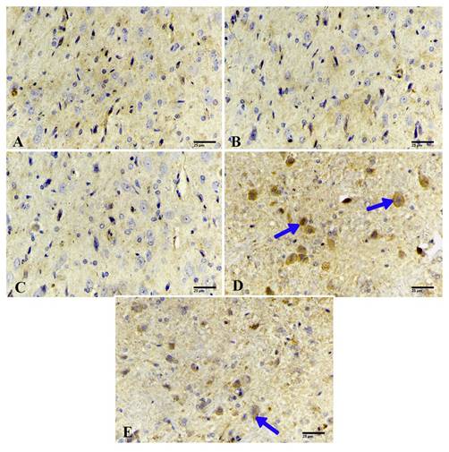 Int J Med Sci Image