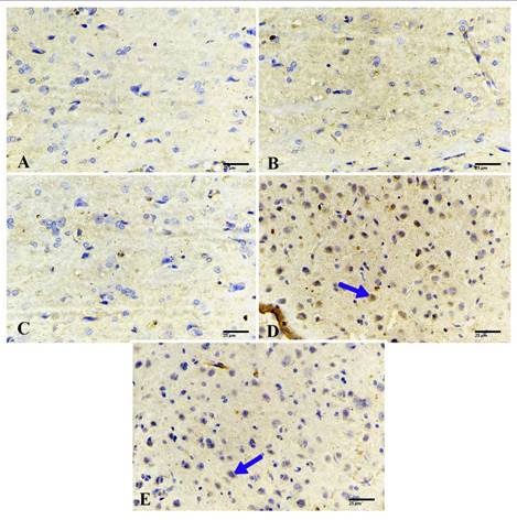 Int J Med Sci Image