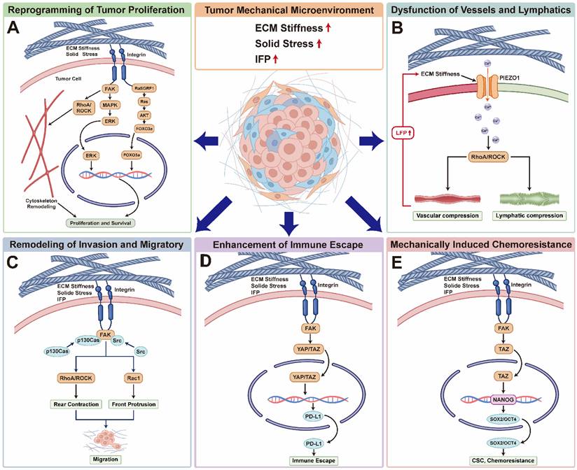Int J Med Sci Image