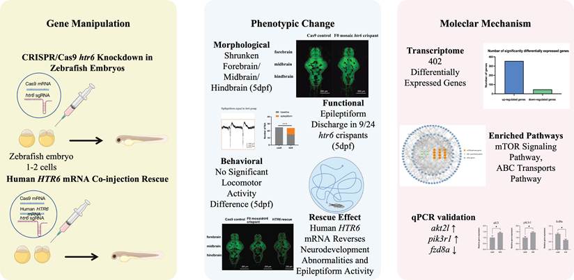 Int J Med Sci Image
