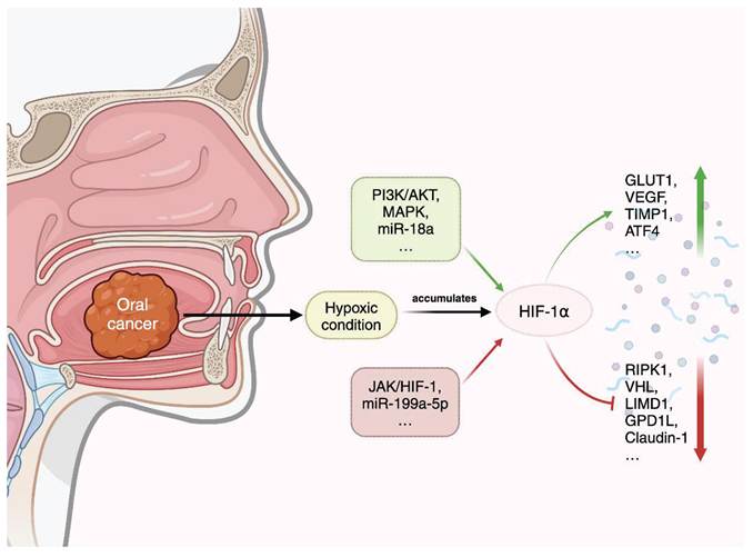 Int J Med Sci Image
