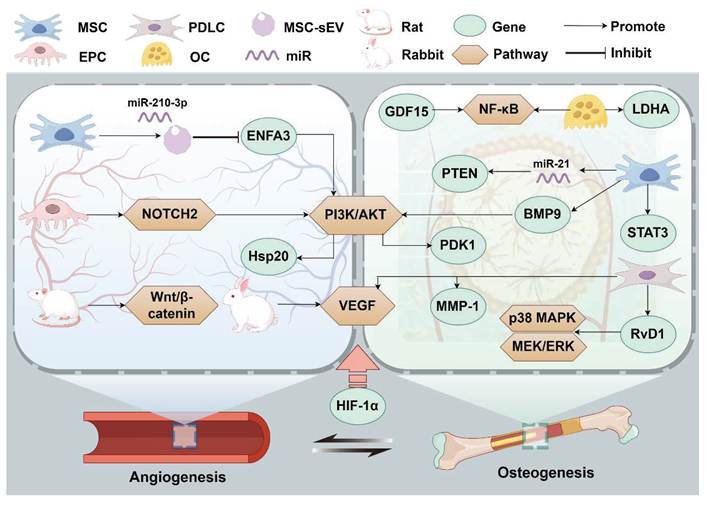 Int J Med Sci Image